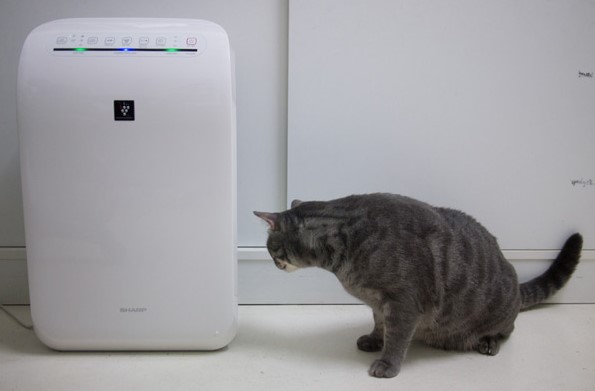 air purifier for cat odor