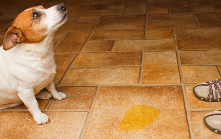 Dog pee on floor