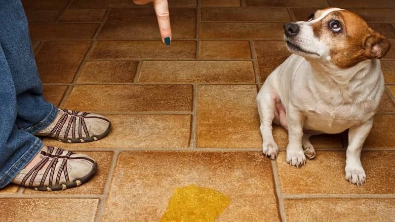 How To Get Old Dog Urine Pee Smell Out Of Carpet Dog Urine Dog Pee Smell Old Dogs