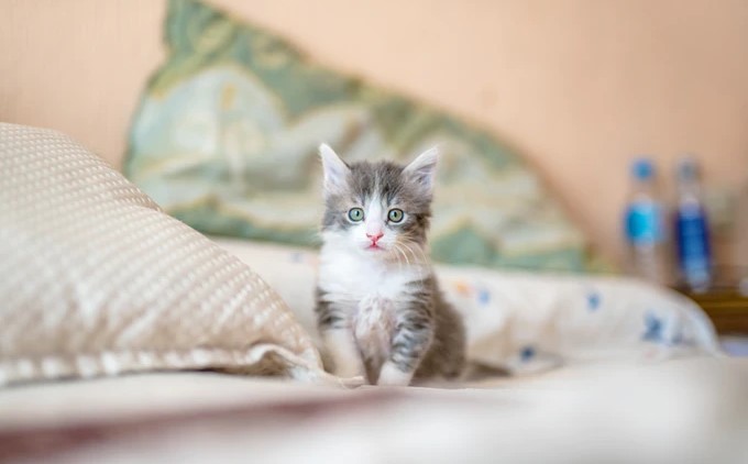 How to stop cats from peeing on carpet, furniture or floors | CleanCrispAir