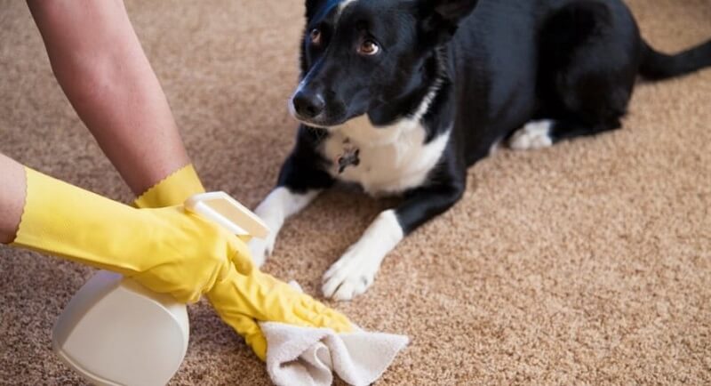 How To Detect Pet Urine Stains On The Floors Or Carpet Clean