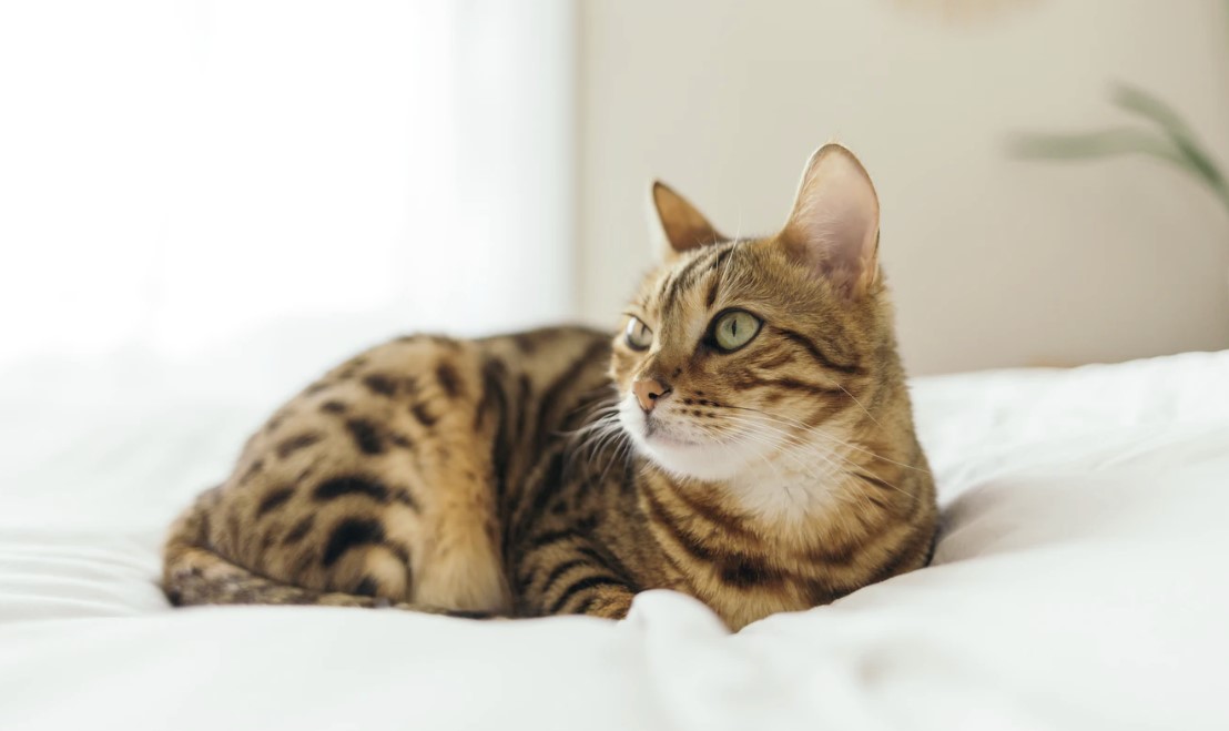 how-to-get-rid-of-cat-urine-odor-from-the-house-cleancrispair