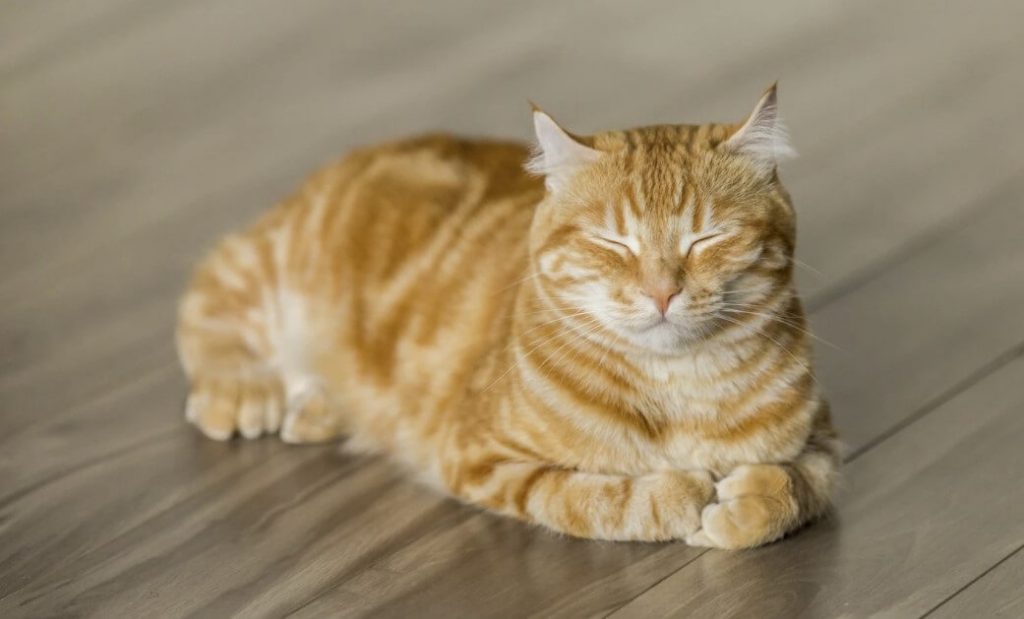 Best cat repellent sprays to keep them off carpets, furniture, garden