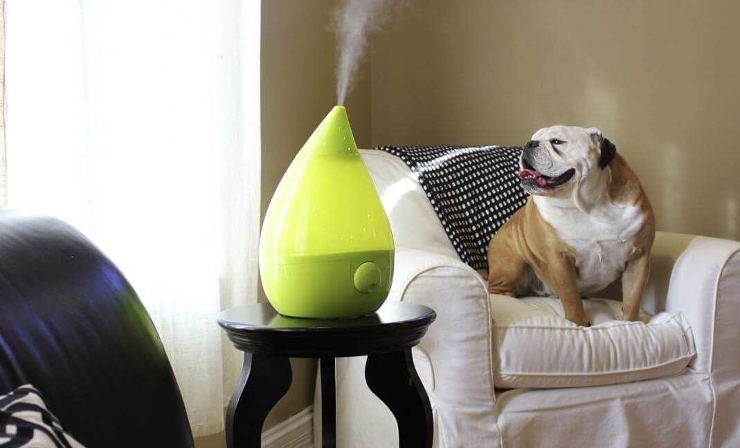 Are humidifiers safe for dogs? CleanCrispAir