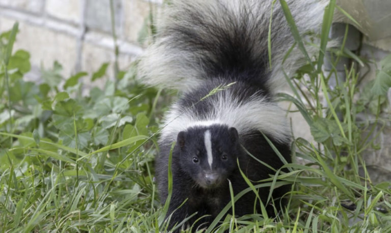 A skunk