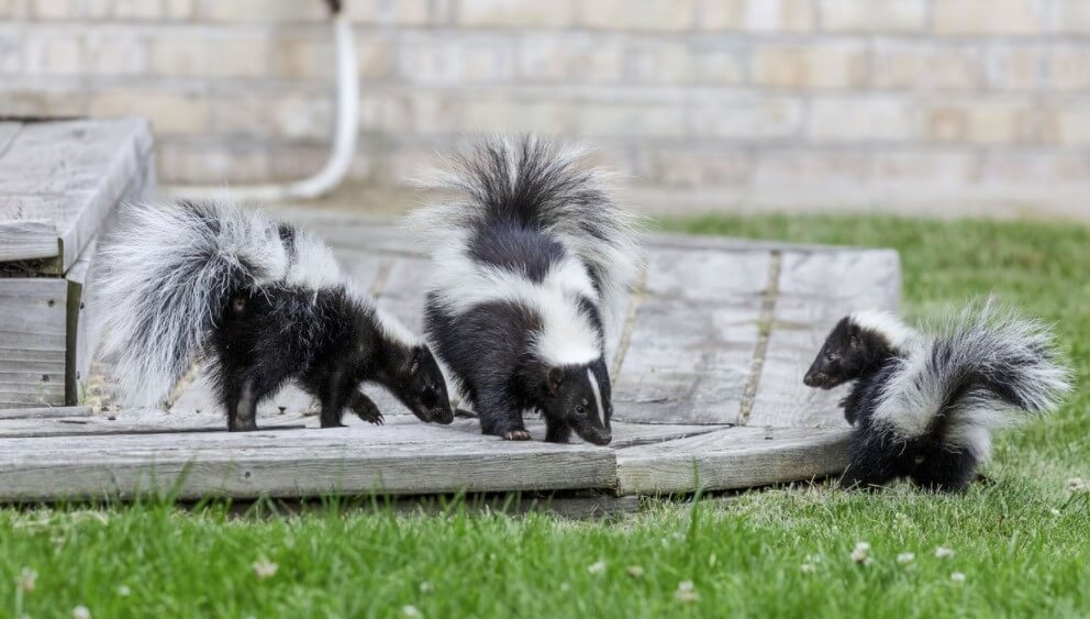 Skunks outside a house