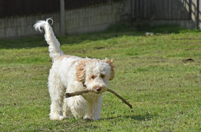 A dog on a lawn